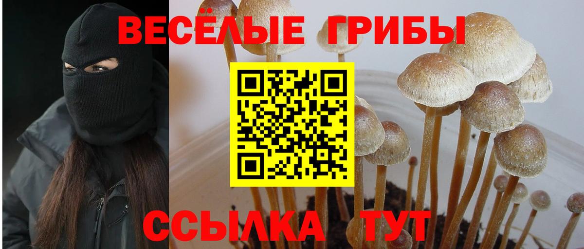 Псилоцибиновые грибы мицелий Ростов-на-Дону